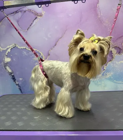 Futerkowo Groomer dla Psa i Kota